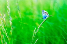 A Silver Strewn Blue Butterfly Plebejus Argus Is Resting And Sitting On The Grass Against A Blurred Green Background. Common Small Blue Butterfly In Natural Habitat. Place For An Inscription. Blurred