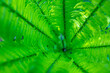 © Sodel Vladyslav - bright green young shoots of ferns in shallow DOF