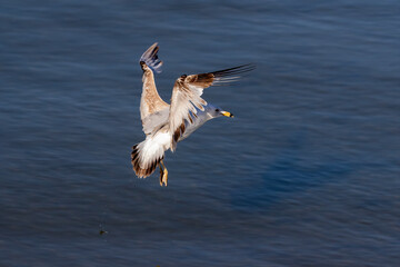 Wall Mural - The gull on the lake Michigan