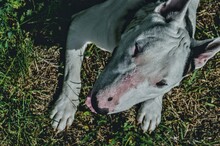 White Bull Terrier Relaxing On Grass One Hot Day In Park. Head Top View Animal Photo. Artistic Style Image.