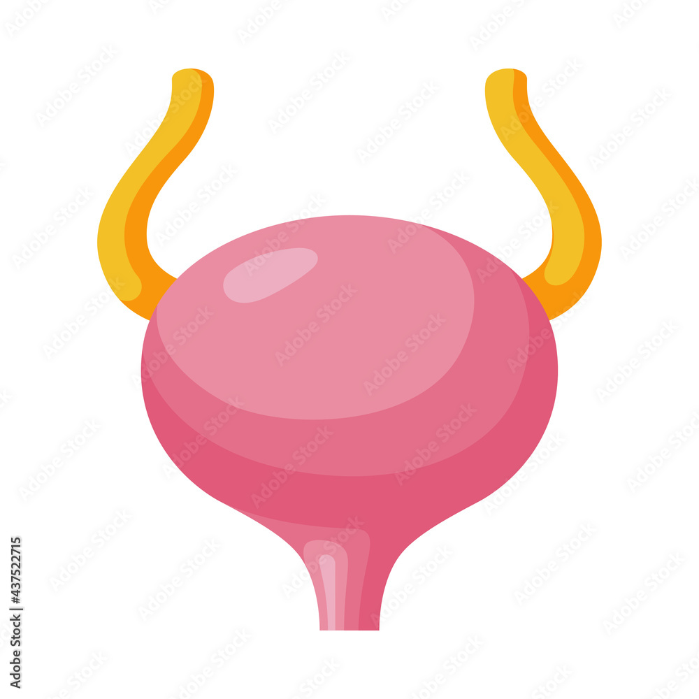 Viscmes Vector Urinary bladder cartoon icon. Excretory system part storing urine from ...