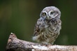 Little owl sitting in the woods hidden under the branches.