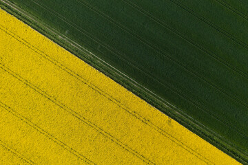 Yellow canola plantation and green wheat field seen from high angle.