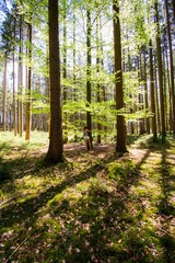 Zauberwald Sonne Bäume Baumkronen Forest Trees Grün Natur Sonnenstrahlen Peace