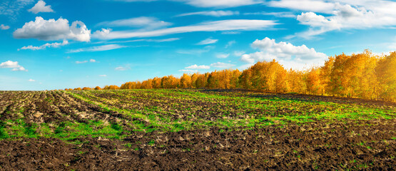 Wall Mural - Agro field in autumn