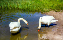 Two Swans On The Shore Of A Reservoir In The Summer Heat