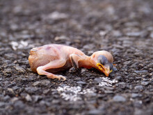 Dead, Just Hatched Baby Bird On Tarmac Street.
