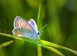 Bläuling bunter Schmetterling auf Grashalm, Porträt Insekt Falter