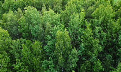 Wall Mural - Top view of green evening forest with trees