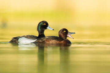 Wall Mural - Tufted duck (Aythya fuligula), with the beautiful blue coloured water surface. Beautiful brown duck from the river in the morning mist. Wildlife scene from nature, Czech Republic