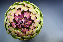 Close Up Of Purple And Green Leaf Globe Artichoke Vegetable Isolated On A Black Background