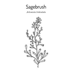 Wall Mural - Wyoming big sagebrush Artemisia tridentata , the official state shrub of Wyoming