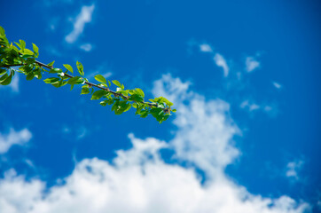 blue sky and clouds