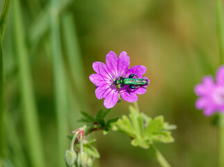 Wall Mural - a green shining beetle inspects a wild Red Campion (Silene dioica) growing in unspoilt UK woodland