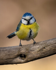 Close-up Of Blue Tit Perching On Branch
