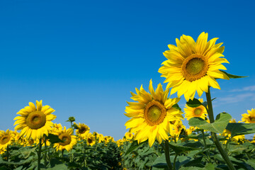 Fotomurales - Sunflower field with cloudy blue sky