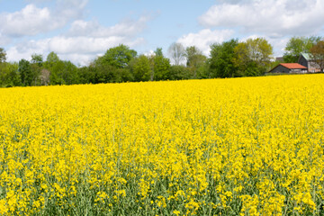 rapeseed 2