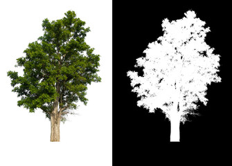 Poster - Green tree isolated on white background with post cut out original background and white background replaced for easy to selection with clippings path inside, alpha channel for make brush and selection