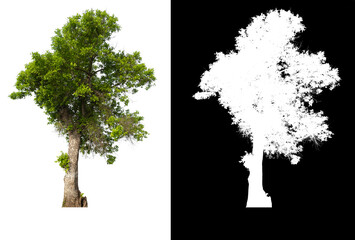 Poster - Green tree isolated on white background with post cut out original background and white background replaced for easy to selection with clippings path inside, alpha channel for make brush and selection