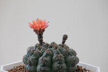 Blooming Red Cactus