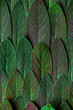Close up Macro View on Sage or Salvia Leaves. Abstract Texture Background