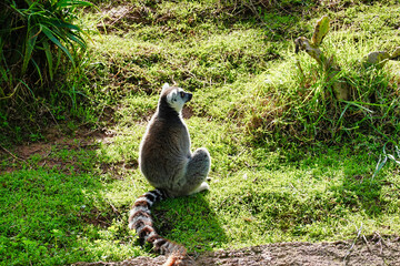 Wall Mural - Closeup shot of a lemur sitting on green grasses in the wild