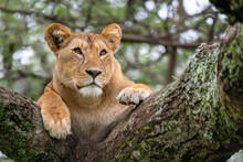 Close-up Of A Lioness On An Acacia Tree Watching Her Surroundings Carefully, Lake Ndutu, Tanzania, Africa.