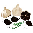 Black garlic vector stock illustration. Traditional Japanese cuisine. Seasoning for Korean dishes. Delicious vegetable onion with a cross section showing black teeth. Isolated on a white background