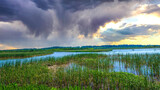 Fototapeta Zwierzęta - stormy sunset sky in Alabama swamp landscape in summer