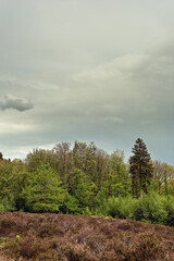 Wall Mural - Forest edge with coniferous and deciduous trees in a heath landscape under a dark cloudy sky.