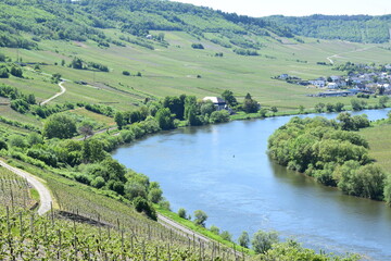 Poster - Blick ins Moseltal mit Trittenheim