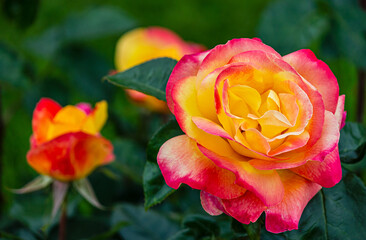 Beautiful yellow and pink climbing rose in a garden 