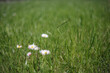 White flowers on a background of grass.