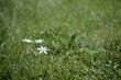 White flowers on a background of grass.