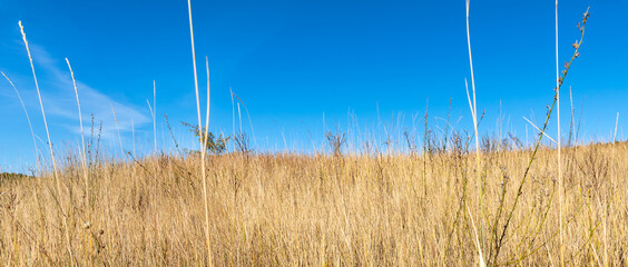 Wall Mural - Dry steppe grass in the foreground and sky in the background - nature panoramic template with copy space