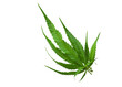 © Sanit - Cannabis leaf Photo full depth field isolated on white background. This has clipping path.