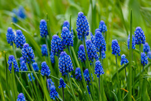 Muscari Flowers, Muscari Armeniacum, Grape Hyacinths Spring Flowers Blooming In April And May. Muscari Armeniacum Plant With Blue Flowers