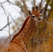 Young Giraffe in Kruger National Park, South Africa.