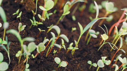 Wall Mural - Growing mixed differents plants close up with selective focus