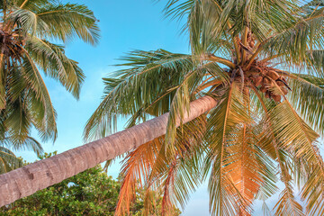 A coconut tree on a beautiful tropical beach against a clear sky on a Maldivian island