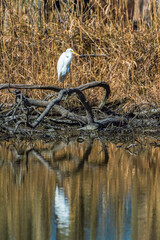 Wall Mural - Great egret resting on one leg in the Chesapeake and Ohio Canal National Historical Park.Maryland.USA