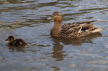 duck and ducklings