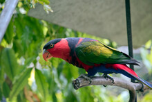 The Black Capped Lory Has Black Feathers On Its Head Resembling A Cap