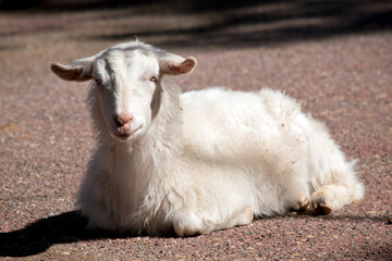 Wall Mural - the young goat is resting on the ground