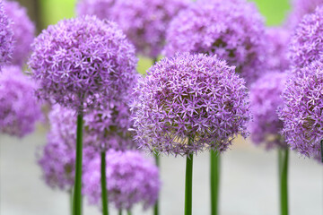 Canvas Print - purple allium lucy ball flower blooming in spring