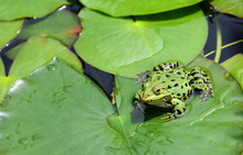 Close Up Of A Green Frog Sitting On The Leaf Of A Water Lily And Warming Itself In The Sun