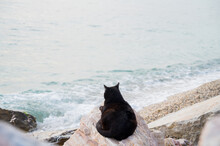 Homeless Black Cat On White Rocks Near Sea. Aegean Sea In Athens, Greece. Cute Pet.