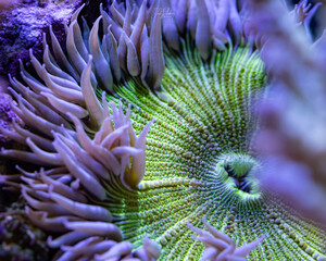 Wall Mural - Rock Flower Anemone, green and white