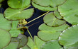 A small green frog swims in dark water and hides under the leaves of water lilies so that only its head can be seen