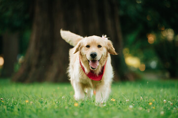 Poster - Portrait of an adorable Golden Retriever with a red bandana in a park with a blurry background